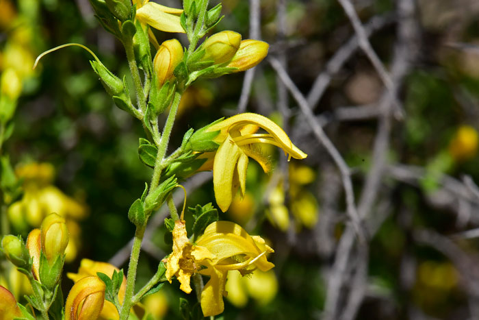 Snapdragon Penstemon is relatively rare in the United States. It has an attractive flower that blooms in the early spring from March to May. Keckiella antirrhinoides